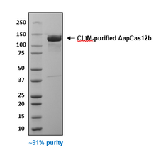 Load image into Gallery viewer, AapCas12b Protein