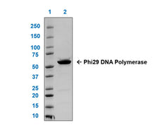 Load image into Gallery viewer, Phi29 DNA Polymerase