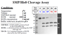Load image into Gallery viewer, SUMO Protease