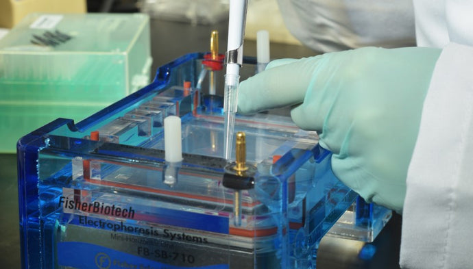 Bacterial endotoxin assays: LAL and rFC