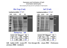 Load image into Gallery viewer, CRISPR-Cas9 Protein
