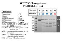 Load image into Gallery viewer, PreScission Protease
