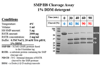 Load image into Gallery viewer, SUMO Protease
